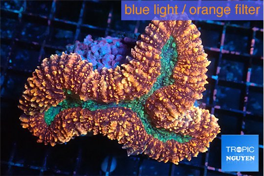 Lobophyllia red green 7-12 cm WYSIWYG acclimaté