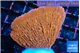 Montipora phoenix 3-4 cm WYSIWYG acclimaté
