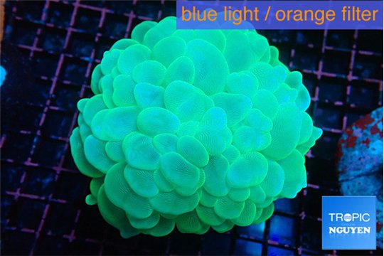 Plerogyra green 6-12 cm WYSIWYG acclimaté