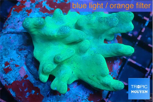 Lobophytum green body 7-12 cm WYSIWYG acclimaté