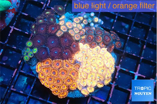 Zoanthus garden mixed color premium 8-13 cm WYSIWYG acclimaté