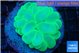 Plerogyra green 6-12 cm WYSIWYG acclimaté