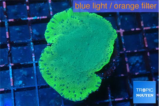 Montipora purple blue polyps 3-4 cm WYSIWYG acclimaté