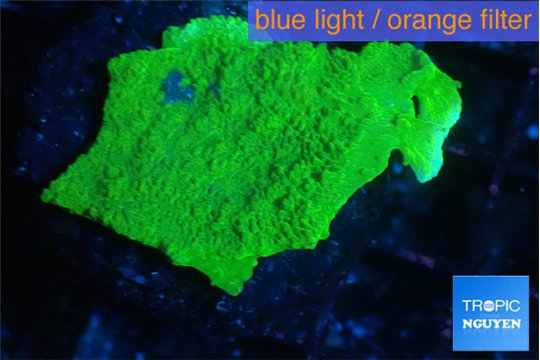 Montipora green cap 3-4 cm WYSIWYG acclimaté