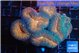 Lobophyllia red green 7-12 cm WYSIWYG acclimaté
