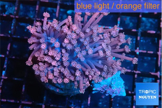 Goniopora rainbow 6-11 cm WYSIWYG acclimaté