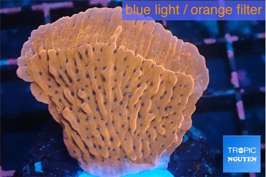 Montipora phoenix 3-4 cm WYSIWYG acclimaté