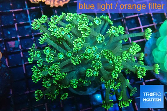 Goniopora green golden tips 4-9 cm WYSIWYG acclimaté
