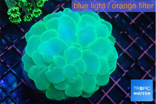 Plerogyra green 6-12 cm WYSIWYG acclimaté