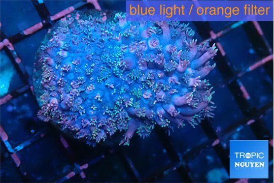 Goniopora rainbow 6-11 cm WYSIWYG acclimaté