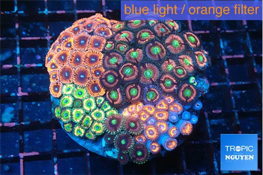 Zoanthus garden mixed color premium 8-13 cm WYSIWYG acclimaté