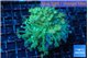 Goniopora green golden tips 5-10 cm WYSIWYG acclimaté