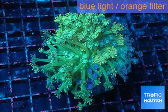 Goniopora green golden tips 5-10 cm WYSIWYG acclimaté