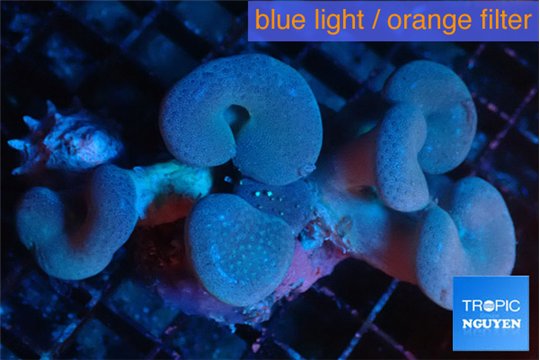 Sarcophyton multi body & long white polyps 8-14 cm WYSIWYG acclimaté