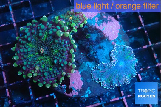 Ricordea yuma green & purple 3 polyps WYSIWYG acclimaté