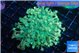 Goniopora green golden tips 4-9 cm WYSIWYG acclimaté