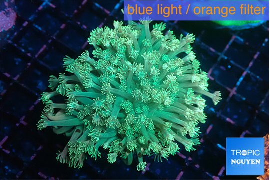 Goniopora green golden tips 4-9 cm WYSIWYG acclimaté