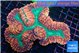 Lobophyllia red green 7-14 cm WYSIWYG acclimaté