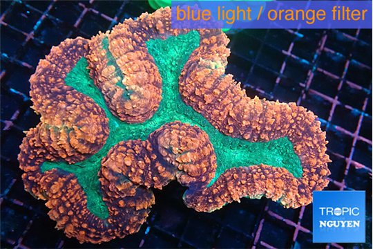 Lobophyllia red green 7-14 cm WYSIWYG acclimaté