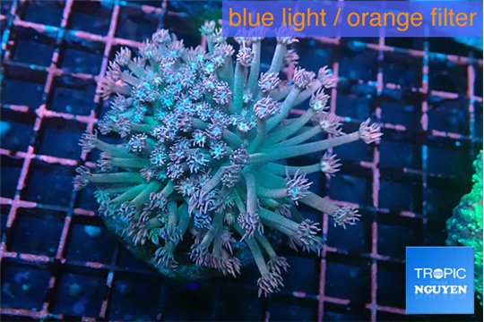 Goniopora rainbow 5-9 cm WYSIWYG acclimaté