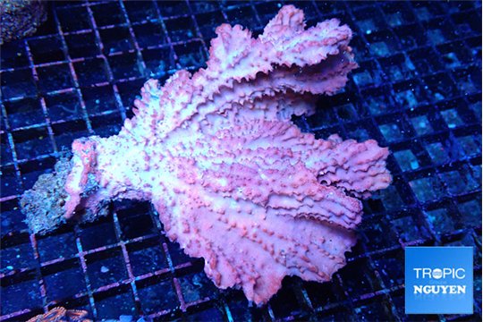 Orange sponge 7-12 cm WYSIWYG acclimaté