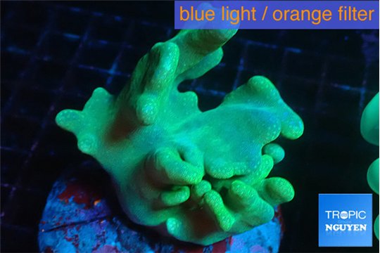 Lobophytum green body 7-12 cm WYSIWYG acclimaté