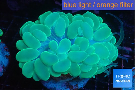 Plerogyra green 6-12 cm WYSIWYG acclimaté