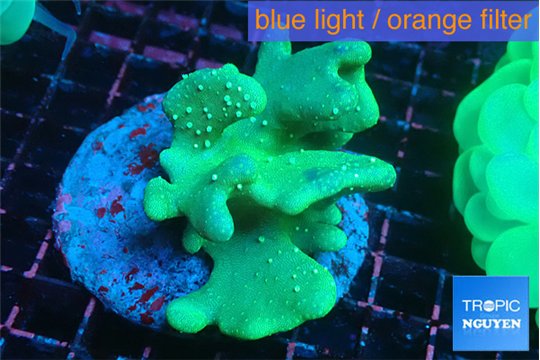 Montipora phoenix 3-5 cm WYSIWYG acclimaté