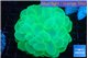 Plerogyra green 6-12 cm WYSIWYG acclimaté