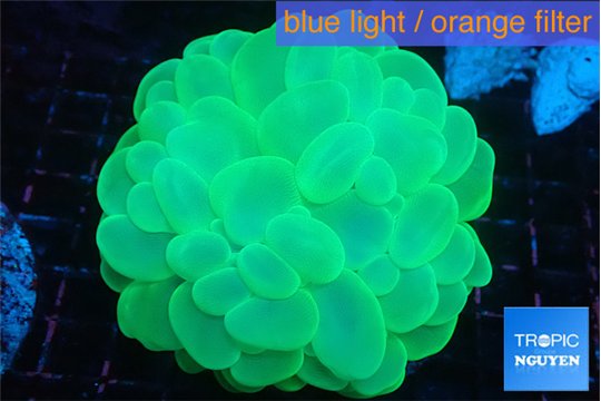 Plerogyra green 6-12 cm WYSIWYG acclimaté