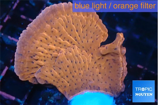 Lobophytum green body 7-12 cm WYSIWYG acclimaté