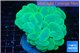 Plerogyra green 6-12 cm WYSIWYG acclimaté