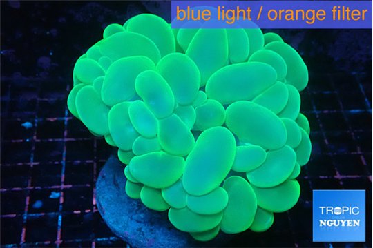 Plerogyra green 6-12 cm WYSIWYG acclimaté