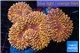 Lobophyllia sunset premium 8-14 cm WYSIWYG acclimaté