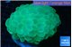 Plerogyra green 6-12 cm WYSIWYG acclimaté