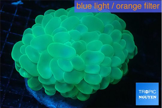 Plerogyra green 6-12 cm WYSIWYG acclimaté