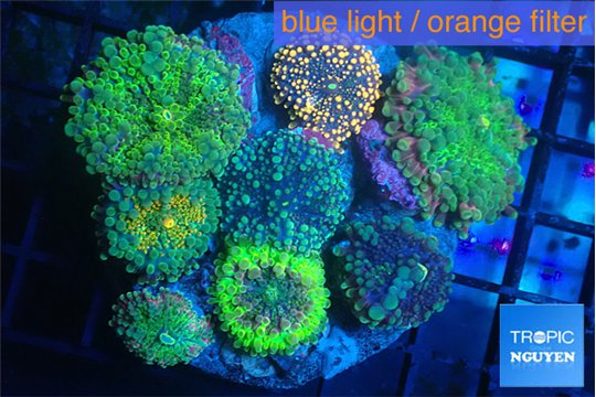 Ricordea yuma garden mix color 7-12 cm WYSIWYG acclimaté