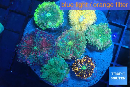 Ricordea yuma garden mix color 7-12 cm WYSIWYG acclimaté