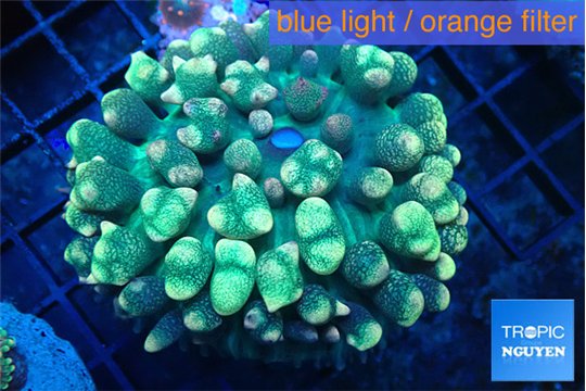 Rhodactis oscilufera green & orange tip bubbles 4-6 cm WYSIWYG acclimaté