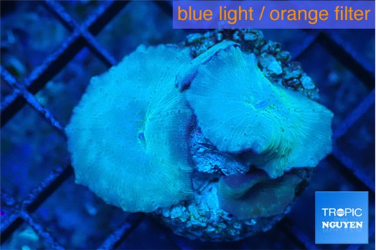 Discosoma deep blue avatar 3 polyps WYSIWYG acclimaté