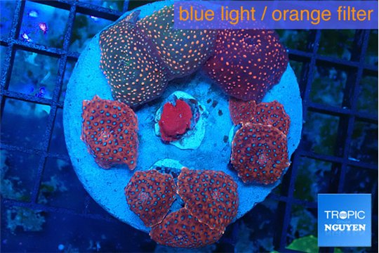 Discosoma red galaxy 8-12 cm WYSIWYG acclimaté