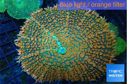 Rhodactis orange green premium 7-10 cm WYSIWYG acclimaté