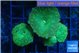 Discosoma green 3 polyps WYSIWYG acclimaté