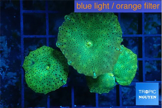 Discosoma green 3 polyps WYSIWYG acclimaté