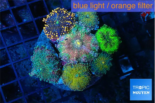 Ricordea yuma garden mix color 7-12 cm WYSIWYG acclimaté