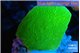Montipora green cap 2-3 cm WYSIWYG acclimaté