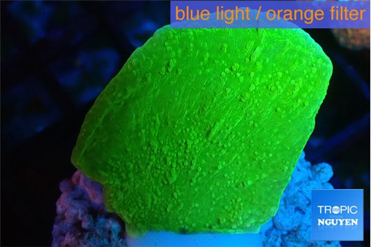 Montipora green cap 2-3 cm WYSIWYG acclimaté