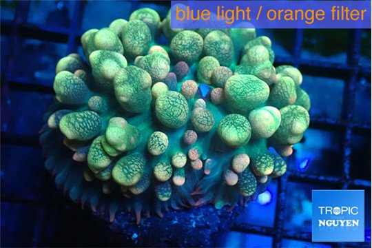 Rhodactis oscilufera green & orange tip bubbles 4-6 cm WYSIWYG acclimaté