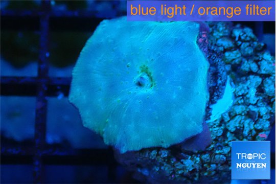 Discosoma deep blue avatar 1 polyp WYSIWYG acclimaté