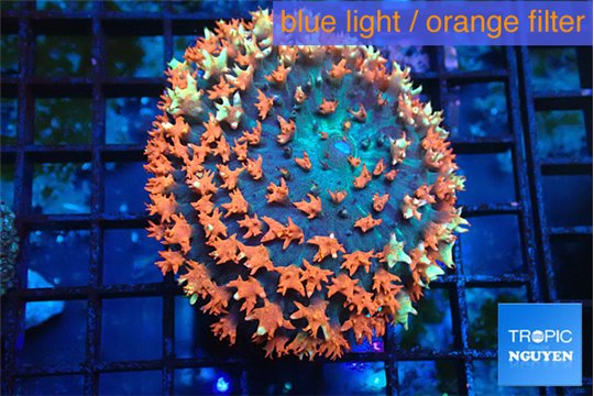 Rhodactis oscilufera red 3-6 cm WYSIWYG acclimaté